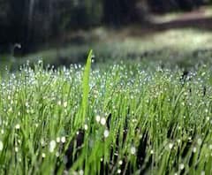 ইডেনে দিনরাতের টেস্টে শিশিরের মোকাবিলা করতে তৎপর সিএবি