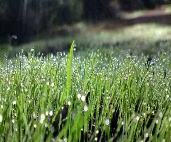 ইডেনে দিনরাতের টেস্টে শিশিরের মোকাবিলা করতে তৎপর সিএবি