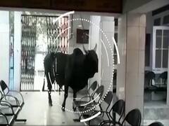Stray cattle roam free inside District Women's Hospital in Gonda| Ghanti Bajao
