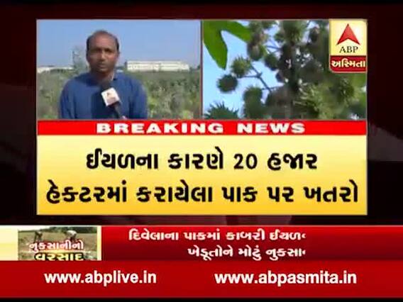 અરવલ્લીઃ કપાસ પછી એરંડાના પાકમાં ઇયળનો ઉપદ્રવ, જુઓ વીડિયો