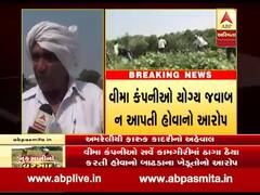 વીમા કંપનીઓના ઠાગા ઠૈયા સામે અમરેલીના ખેડૂતોમાં રોષ, જુઓ વીડિયો