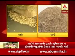કમોસમી વરસાદથી મગફળી પલળી ગઈ, રાજકોટ માર્કેટિંગ યાર્ડમાં વેપારીઓએ ખરીદવાનો કર્યો ઇનકાર