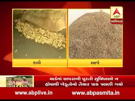 કમોસમી વરસાદથી મગફળી પલળી ગઈ, રાજકોટ માર્કેટિંગ યાર્ડમાં વેપારીઓએ ખરીદવાનો કર્યો ઇનકાર