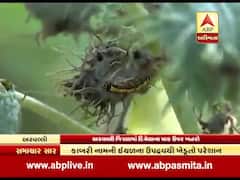 અરવલ્લી જિલ્લામાં દિવેલાના પાક પર ખતરો, જુઓ વીડિયો