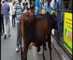 গরুর দুধের পরিবর্তে ব্যাঙ্ক ঋণের দাবিতে গরু নিয়ে সল্টলেকে ব্যাঙ্কের সামনে বাম-কংগ্রেস বিক্ষোভ