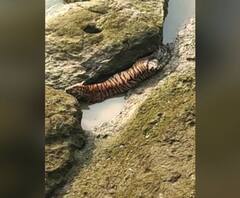 Chandrapur | भद्रवती तालुक्यामध्ये नदीपात्रात वाघ अडकला | ABP Majha 