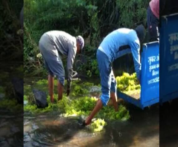 Damaged Grapes | सांगलीत द्राक्षाचे घड पाण्यात सोडून देण्याची वेळ, परतीच्या पावसाने शेतकऱ्यांचं मोठं नुकसान | ABP Majha 