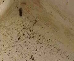 রাজ্যে ডেঙ্গি আক্রান্তের সংখ্যা ১৫ দিনে বেড়ে দ্বিগুণ, মৃত্যু ২৩ জনের, বলছে সরকারি রিপোর্ট