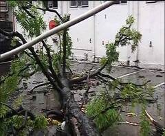 Reporter stories: বুলবুল আছড়ে পড়ার আগেই দুর্যোগ, বালিগঞ্জে গাছ পড়ে তরুণের মৃত্যু