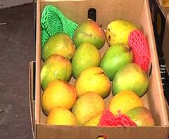  Alphonso Mango | क्यार वादळ, अवकाळीचा कोकणाच्या 'राजा'ला तडाखा | स्पेशल रिपोर्ट | ABP Majha