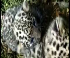 Reporter Stories: জলপাইগুড়ির চা বাগানে মিলল চিতাশাবক, বনে ফেরানোর চেষ্টায় বনদপ্তর