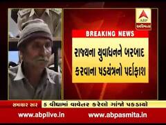 અમરેલીના સુવાગઢ ગામમાં પાંચ વીઘામાં વાવેતર કરેલો ગાંજો ઝડપાયો, જુઓ વીડિયો 