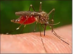 વડોદરામાં ડેંગ્યૂનો હાહાકારઃ 33 વર્ષીય યુવકનું મોત, 3 દિવસમાં 5નાં મોત