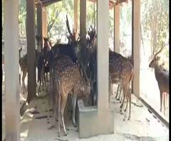 Reporter Stories: শীতের শুরুতেই শান্তিনিকেতনের ডিয়ার পার্কে ভীড় জমাচ্ছেন দর্শকরা