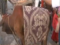 'Gau Daan' in Ayodhya on the ocassion of Kartik Purnima