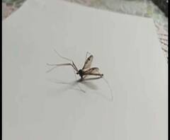 Reporter Stories: পরিষ্কার হচ্ছে না জলাশয়, ডেঙ্গি আতঙ্কে ভুগছে শ্রীরামপুরবাসী