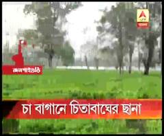 জলপাইগুড়ির বানারহাটের হলদিবাড়ি চা বাগানে মিলল চিতাবাঘের তিনটি ছানা