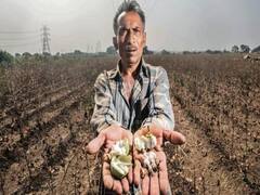 અમરેલીઃ કમોસમી વરસાદને કારણે ખેડૂતોને રવિ પાકને લઈને ચિંતા, જુઓ વીડિયો