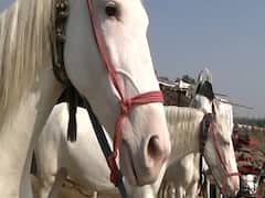 Know the origin of the word horse-trading being used in Indian Politics