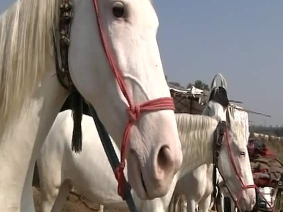 क्या होती है Horse trading? देखिए ये रिपोर्ट