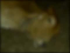 રાજકોટની ગૌશાળામાં 30 ગાયોના મોત, પ્રાથમિક તપાસમાં શું થયો ખુલાસો? જુઓ વીડિયો