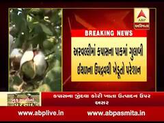 અરવલ્લીઃ કપાસના પાકમાં ગુલાબી ઇયળના ઉપદ્રવથી ખેડૂતો પરેશાન, જુઓ વીડિયો