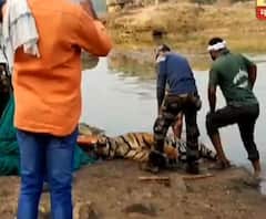 Special Report | महाराष्ट्राच्या डोळ्यांदेखत चंद्रपुरात वाघाची हत्या | चंद्रपूर | ABP Majha 