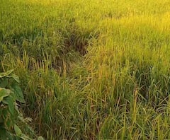 Reporter Stories: পুরুলিয়ার তিন গ্রামে হাতির আতঙ্ক, উদ্বিগ্ন কৃষকেরা