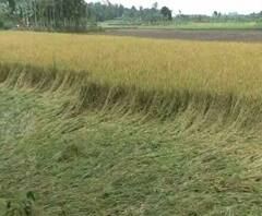 Reporter Stories: বুলবুলের কারণে ঝাড়গ্রামে ধান চাষে ব্যাপক ক্ষয়ক্ষতি 