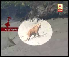 সুন্দরবনে ফের দেখা মিলল রয়্যাল বেঙ্গল টাইগারের