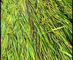 Reporter Stories: বুলবুলের তাণ্ডবে হুগলিতে চাষের ব্যাপক ক্ষয়ক্ষতি