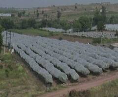 Pomegranate I डाळींबांना रोगराईपासून वाचवण्यासाठी सांगलीतील शेतकऱ्यांची शक्कल I एबीपी माझा