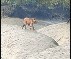 সুন্দরবনে পর্যটকদের ক্যামেরাবন্দি রয়্যাল বেঙ্গল টাইগার