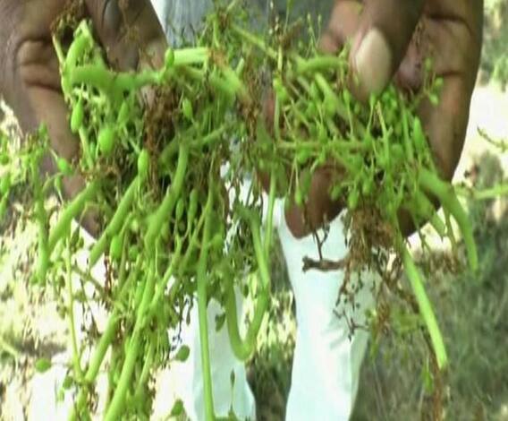 Wet Drought | नाशिक जिल्ह्यातला द्राक्ष बागायतदार संकटात | ABP Majha