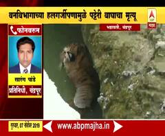 Tiger Death | सिरणा नदीत अडकलेल्या पट्टेरी वाघाचा दुर्दैवी मृत्यू | चंद्रपूर | ABP Majha