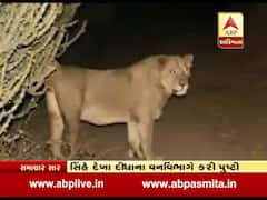 ચોટીલા વિસ્તારમાં બે સિંહની લટાર, વનવિભાગે કરી પુષ્ટી, જુઓ વીડિયો