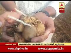 બનાસકાંઠા: કમોસમી વરસાદના કારણે બટાકાના પાકને મોટું નુકસાન, જુઓ વીડિયો