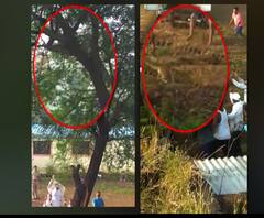 VIDEO | झाडावरुन उडी मारत बिबट्याची गावकऱ्यांना हुलकावणी | ABP Majha