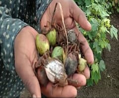 Osmanabad | ओल्या दुष्काळाची पाहणी करण्यासाठी केंद्रीय पथकाचा पाहाणी दौरा | ABP Majha