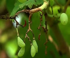 Presidents Rule | राष्ट्रपती राजवटीचा शेतकऱ्यांना फटका, सरकार नसल्याने शेतकरी मदतीपासून वंचित | ABP Majha