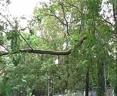 Reporter Stories: দেখুন, সাদার্ন অ্যাভিনিউতে ঝড়ে ভেঙে বিপজ্জনকভাবে ঝুলে গাছ, নীচ দিয়ে চলছে গাড়ি