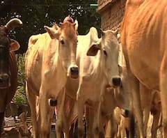 দিলীপ ঘোষের মন্তব্যের জের, গরু নিয়ে স্বর্ণ ঋণদানকারী সংস্থায় গড়িয়ার কয়েকজন যুবক