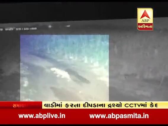 ભાવનગર: તળાજામાં દીપડાનો આતંક, વાડીમાં ફરતા દ્રશ્યો CCTVમાં કેદ 