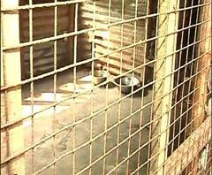 Reporter Stories: প্রতিবেশীর সঙ্গে বিবাদ! নেতাজিনগরে 'বিদ্যুতের শক দিয়ে মারা হল ছটি কুকুরকে'