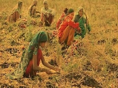 અમરેલી જિલ્લાના ખેડૂતો સાથે દિલીપ સંઘાણીના નિવેદન મુદ્દે ખાસ વાત