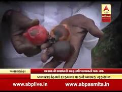 બનાસકાંઠામાં કમોસમી વરસાદથી બાગાયતી પાકને પણ નુકસાન, જુઓ વીડિયો