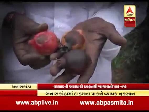 બનાસકાંઠામાં કમોસમી વરસાદથી બાગાયતી પાકને પણ નુકસાન, જુઓ વીડિયો