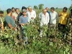 કમોસમી વરસાદના સતત ત્રણ રાઉન્ડથી રાજકોટના ખેડૂતો પાયમાલ, મગફળી-કપાસનો પાક ધોવાયો, જુઓ વીડિયો