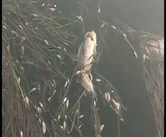 Reporter Stories: হাওড়ার বেলিলিয়াস পার্কে লেকের জলে শ’য়ে শ’য়ে মরা মাছ