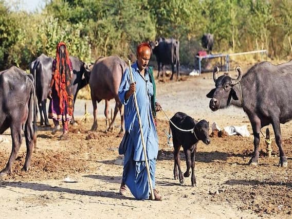 મહેસાણાના ખેડૂતોએ કહ્યુ- ખેડૂતોને લઇને સરકારનો અભિગમ સારો છે